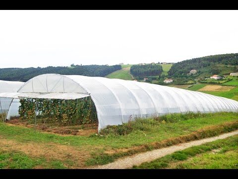 Tejas Ecológicas: Reduciendo Emisiones
